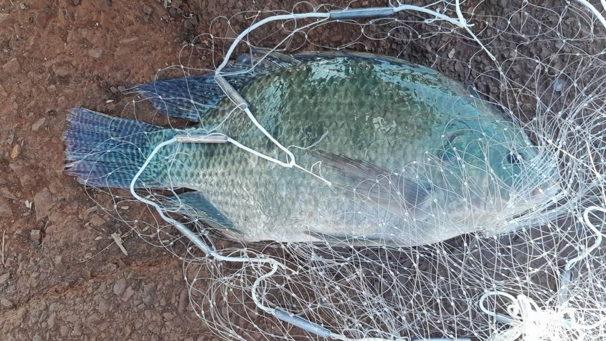 Secretaria de Meio Ambiente de Cascavel realiza coleta de peixes no Lago Municipal para exames
