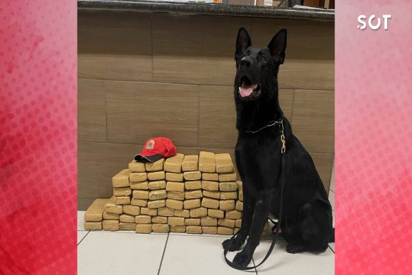 Canil do BPRV realiza apreensão de entorpecente em ônibus na PR-323, em Cruzeiro do Oeste