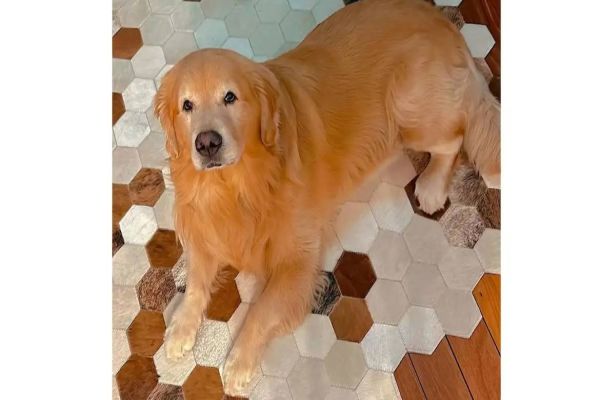 Anac e ministério vão investigar morte de cão em voo da Gol