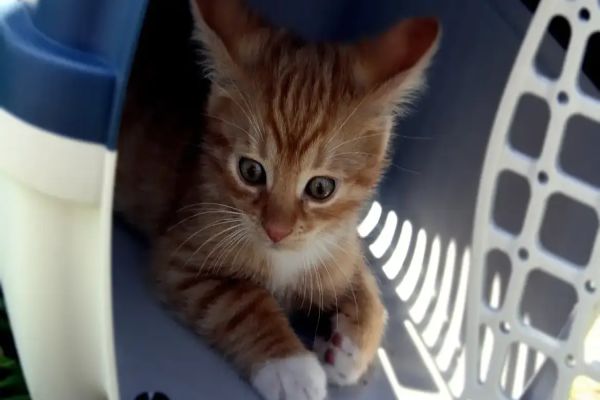 Médicos veterinários pedem regulamentação para transporte de animais