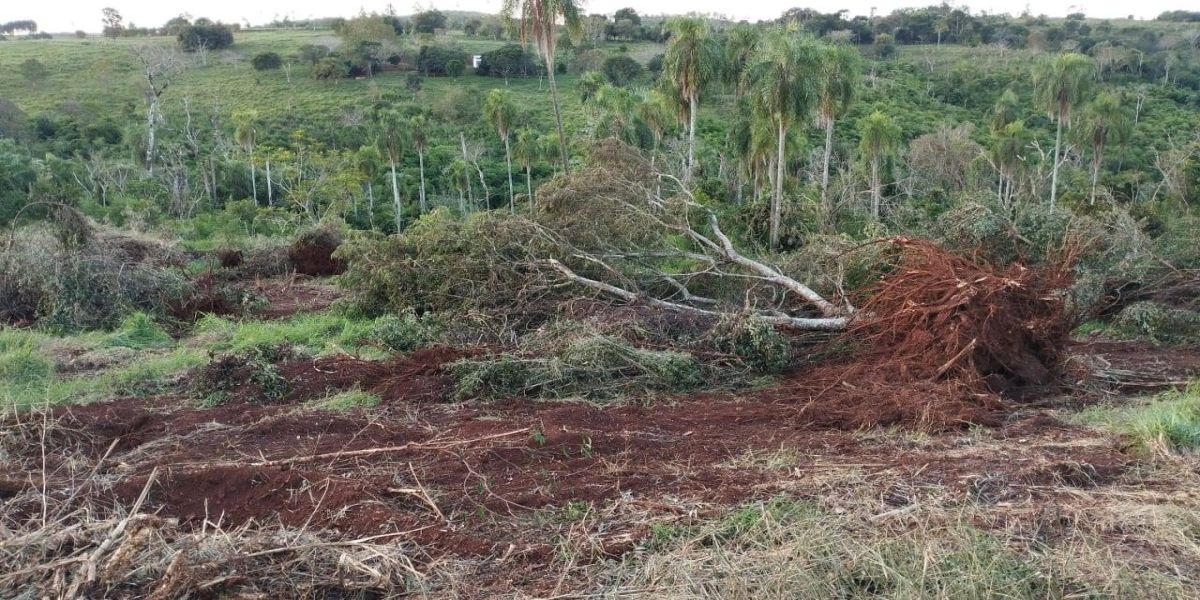 Desmatamento Ilegal em Quedas do Iguaçu: 2 Hectares devastados e máquina apreendida