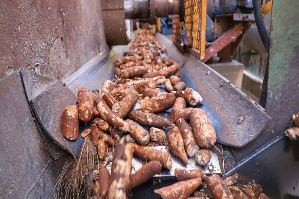 Produção de mandioca deve crescer 6% no Paraná em 2024, projeta boletim do Deral