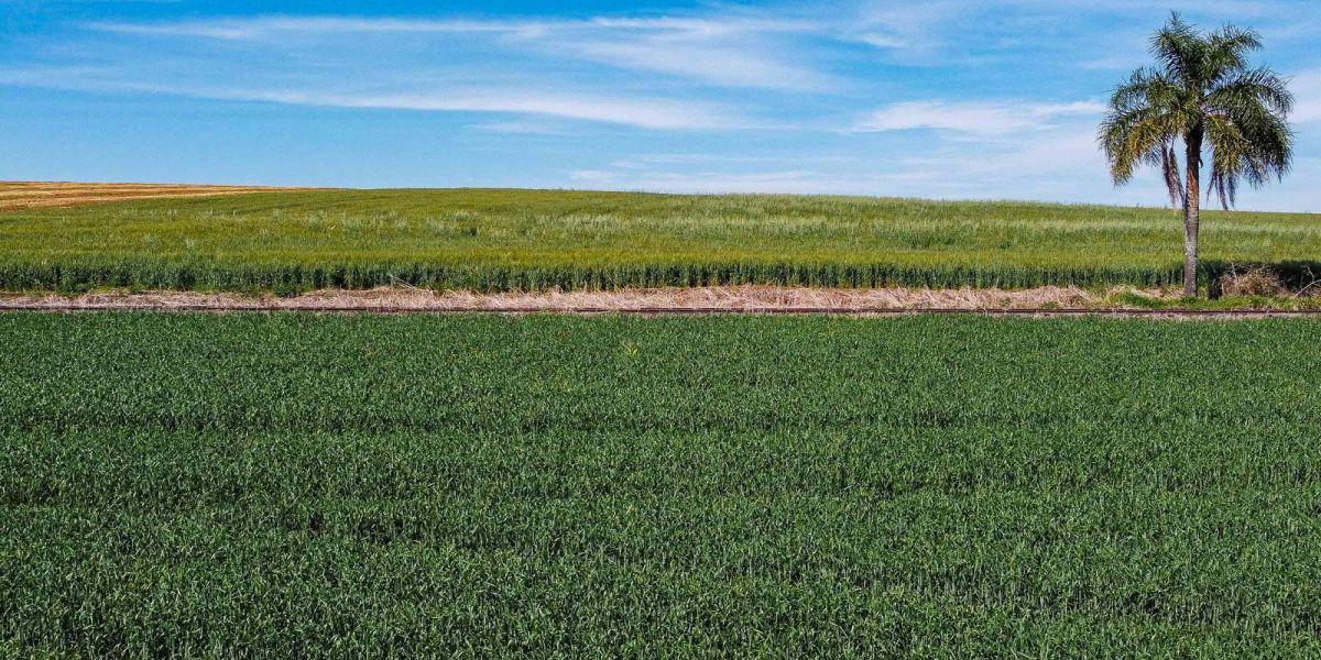 Boletim Agrometeorológico de abril aponta chuvas acima da média e boas condições na safra