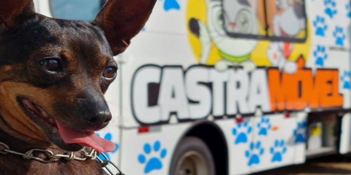 Com mais de 3 mil cirurgias gratuitas no currículo, Castramóvel desembarca no bairro Periolo