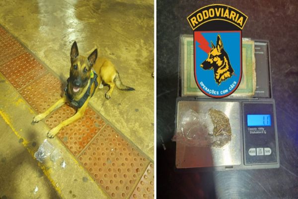 Cão farejador auxilia na apreensão de maconha no Terminal Urbano Leste de Cascavel