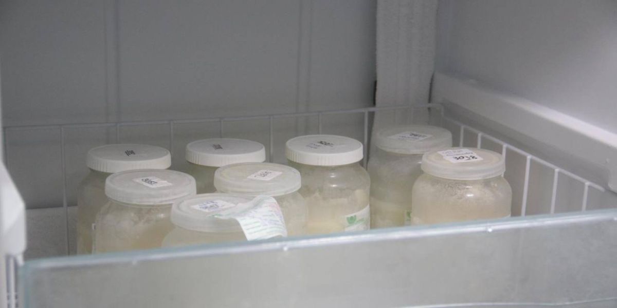 Com a epidemia de dengue, o Banco de Leite do HUOP registrou baixo estoque em abril de 2024