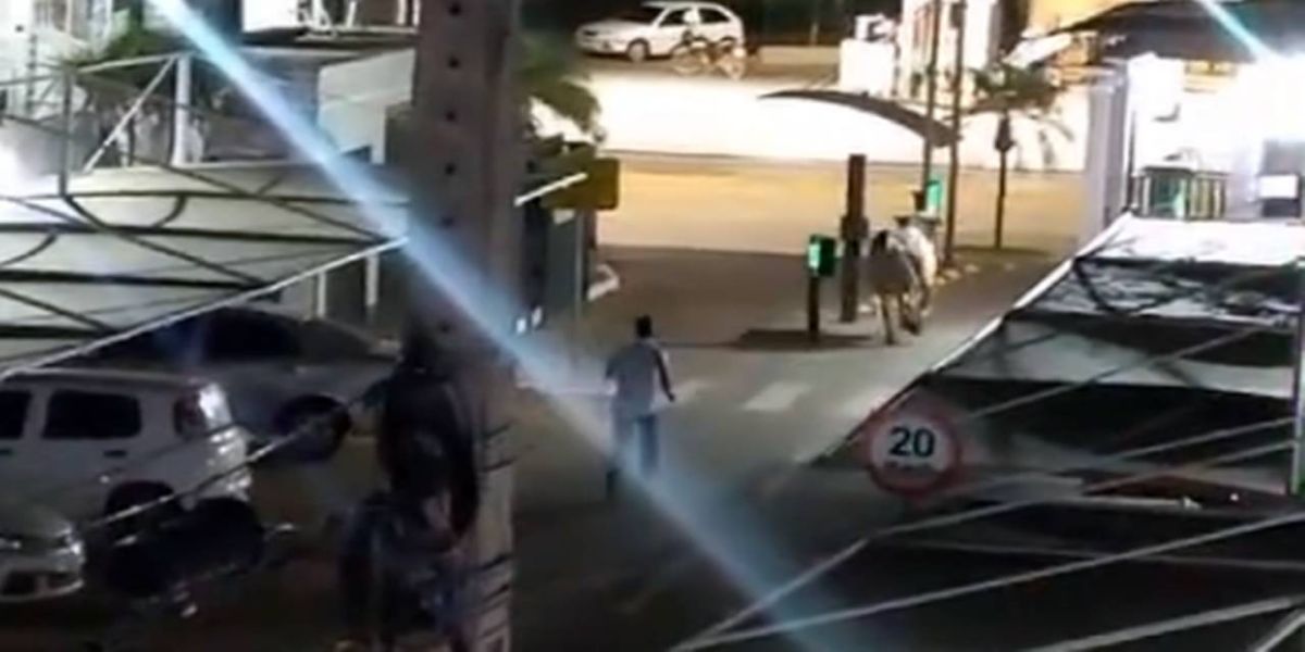 Bois fogem de frigorífico, invadem condomínio e causam tumulto em Várzea Grande