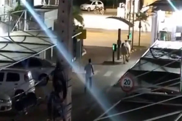 Foto relacionada a notícia: Bois fogem de frigorífico, invadem condomínio e causam tumulto em Várzea Grande