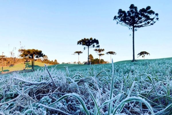 Proteção das lavouras no Paraná: Serviço Alerta Geada entra em operação