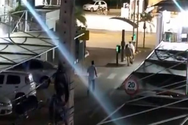 Bois fogem de frigorífico, invadem condomínio e causam tumulto em Várzea Grande