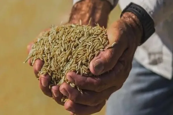 Foto relacionada a notícia: Importação de arroz: para consumidor, preço final do quilo será de R$ 4