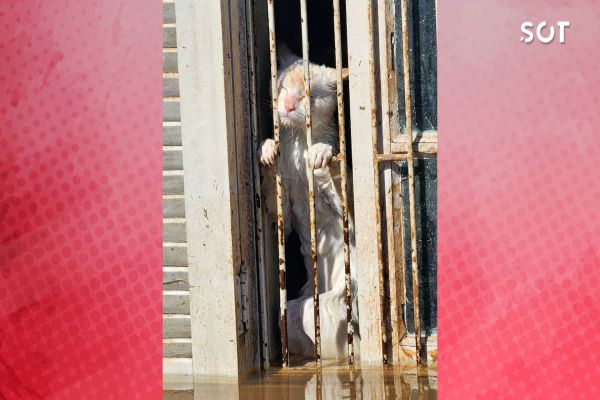 Gatos resgatados de casa inundada em ação heroica de voluntários no Rio Grande do Sul