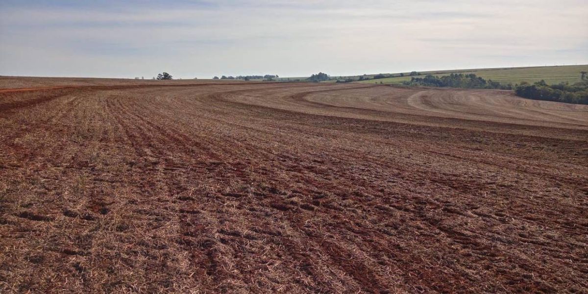 No Paraná, vazio sanitário da soja terá escalonamento conforme as regiões do Estado