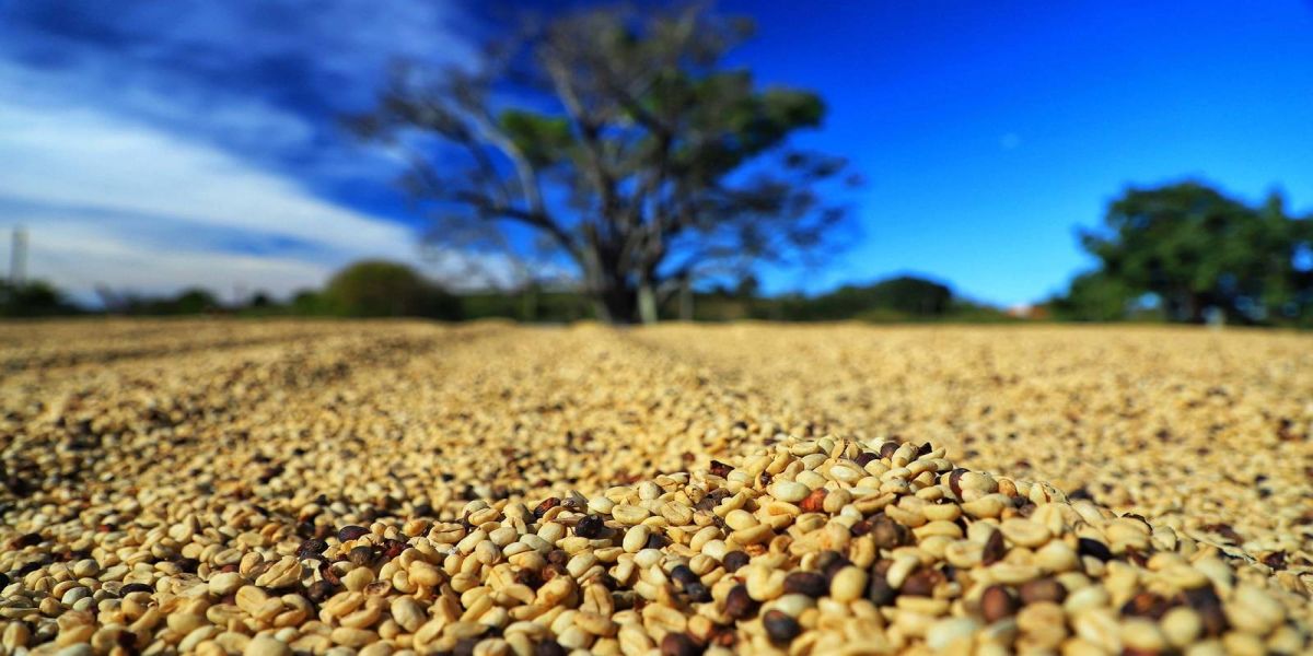 Paraná pode produzir até 750 mil sacas de café em 172 municípios em 2024, aponta boletim