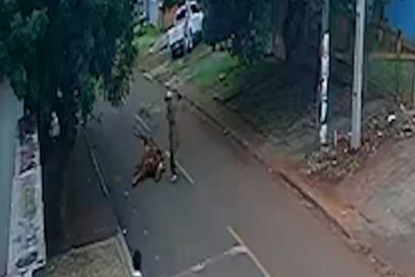 Imagem referente a notícia: Cavalo morre e é abandonado em Rua do Bairro Santo Onofre em Cascavel