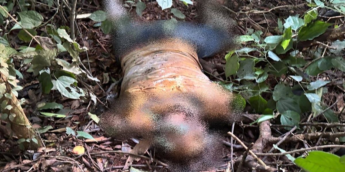 Corpo em estado de putrefação é encontrado no Parque Nacional do Iguaçu