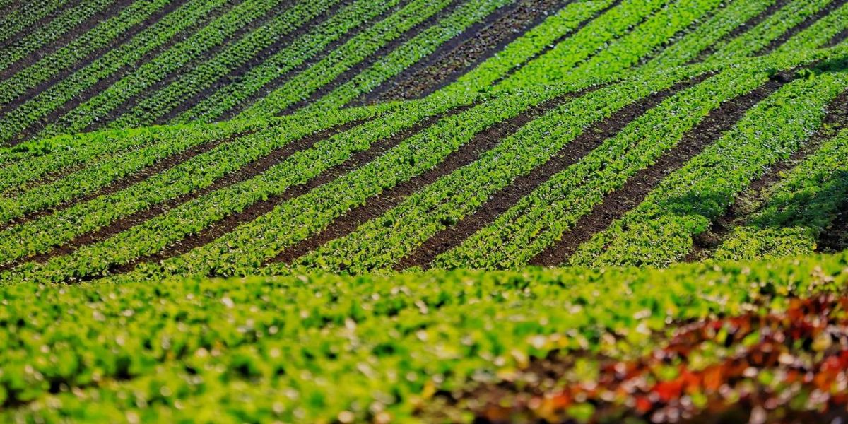 Com foco na produção orgânica, Estado lança aplicativo para auxiliar agricultores