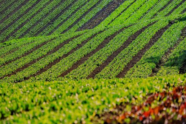 Com foco na produção orgânica, Estado lança aplicativo para auxiliar agricultores