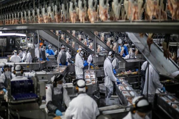 Resultado da produção de frango no Paraná é reflexo de ações de inclusão social na avicultura