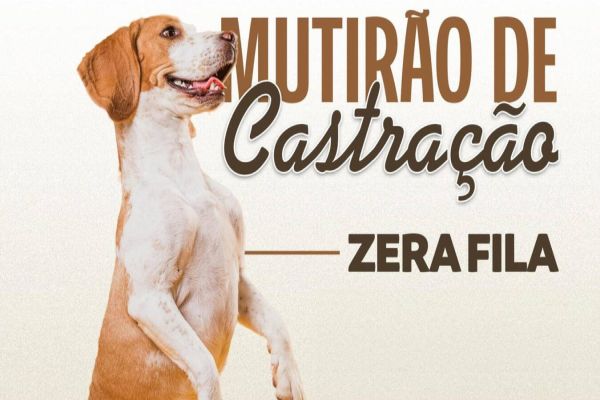 Mutirão de Castração faz zerar fila de espera por procedimento em Toledo