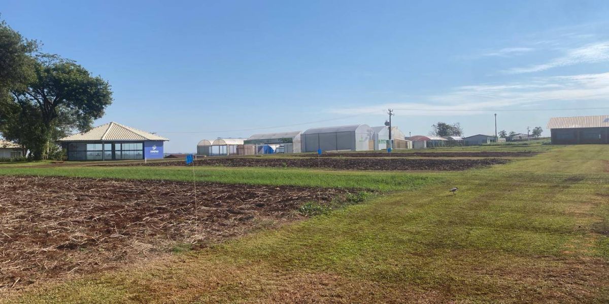 Show Rural de Inverno: Expositores preparam parcelas para mostrar o desempenho de cultivares