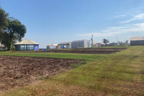 Show Rural de Inverno: Expositores preparam parcelas para mostrar o desempenho de cultivares