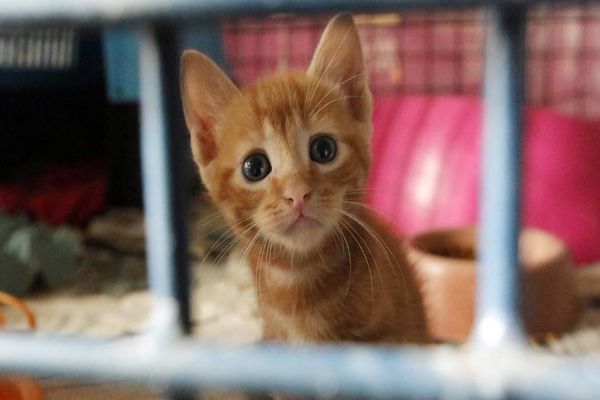 Comissão pede urgência na aprovação em Brasília das Delegacias de Proteção Animal