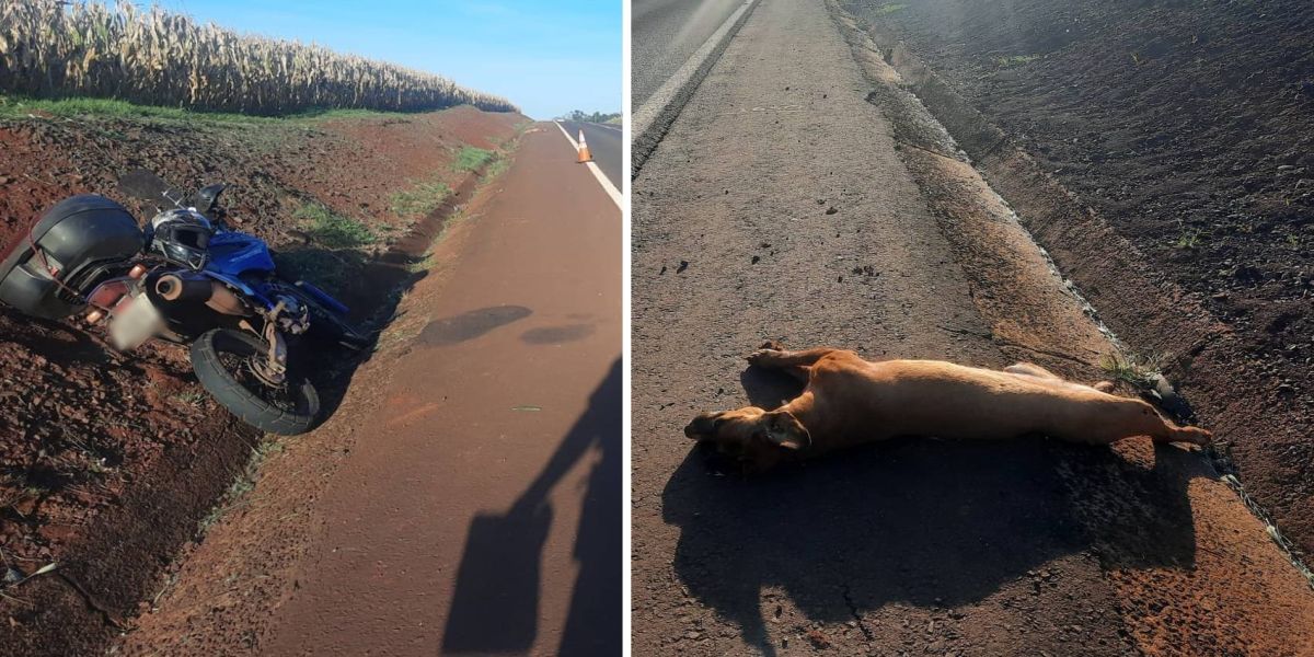 Motociclista sofre ferimentos médios após atropelamento de animal na PR-585 em Toledo