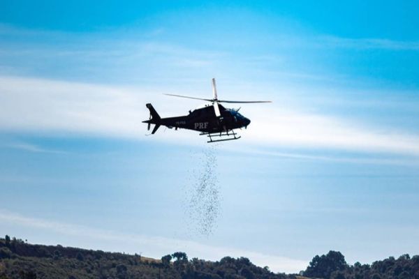 Na Semana do Meio Ambiente, aeronave da PRF faz semeadura de espécies nativas no Paraná