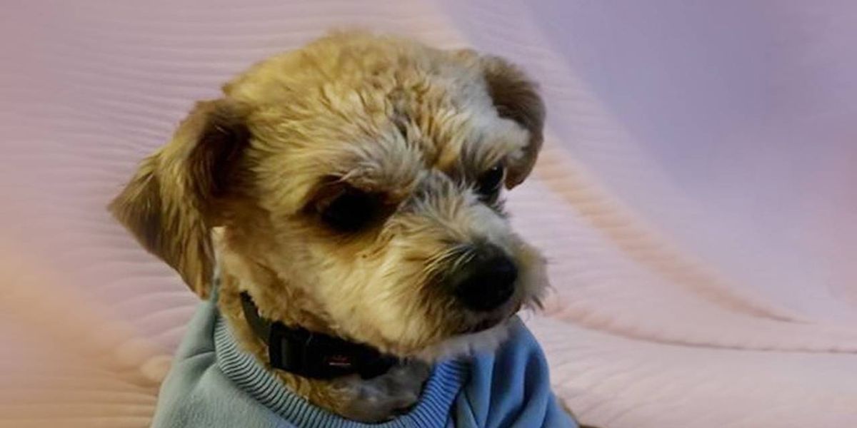 Quer adotar um amiguinho de quatro patas? Meio Ambiente coloca 40 cachorros para adoção em Cascavel