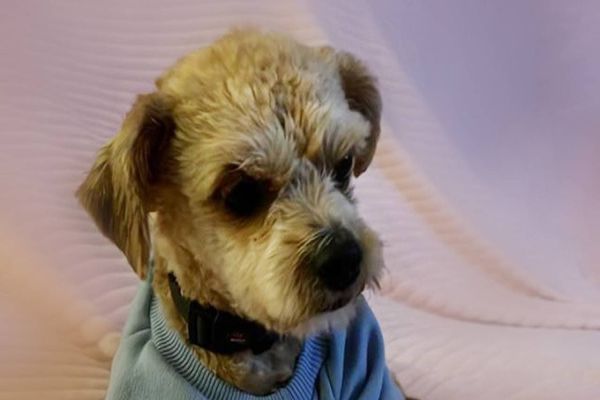 Quer adotar um amiguinho de quatro patas? Meio Ambiente coloca 40 cachorros para adoção em Cascavel