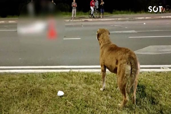 Cachorro late em busca de dono, que morreu atropelado por motocicleta no Paraná