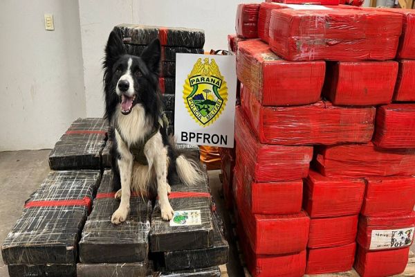 Imagem referente a notícia: Operação Protetor: Mais de uma tonelada de maconha apreendida em Santa Helena