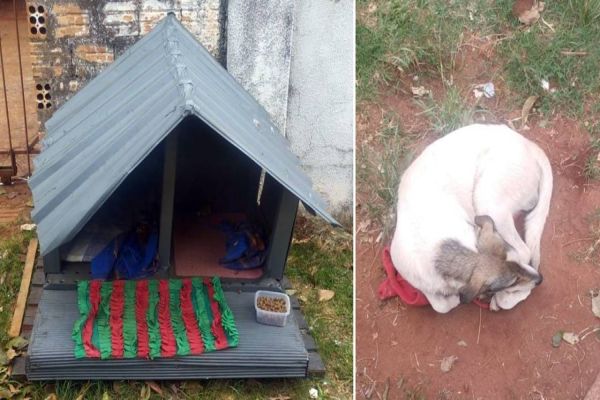 Confusão: Caramelo Paçoca não foi abandonado, diz Guarda Municipal de Cascavel