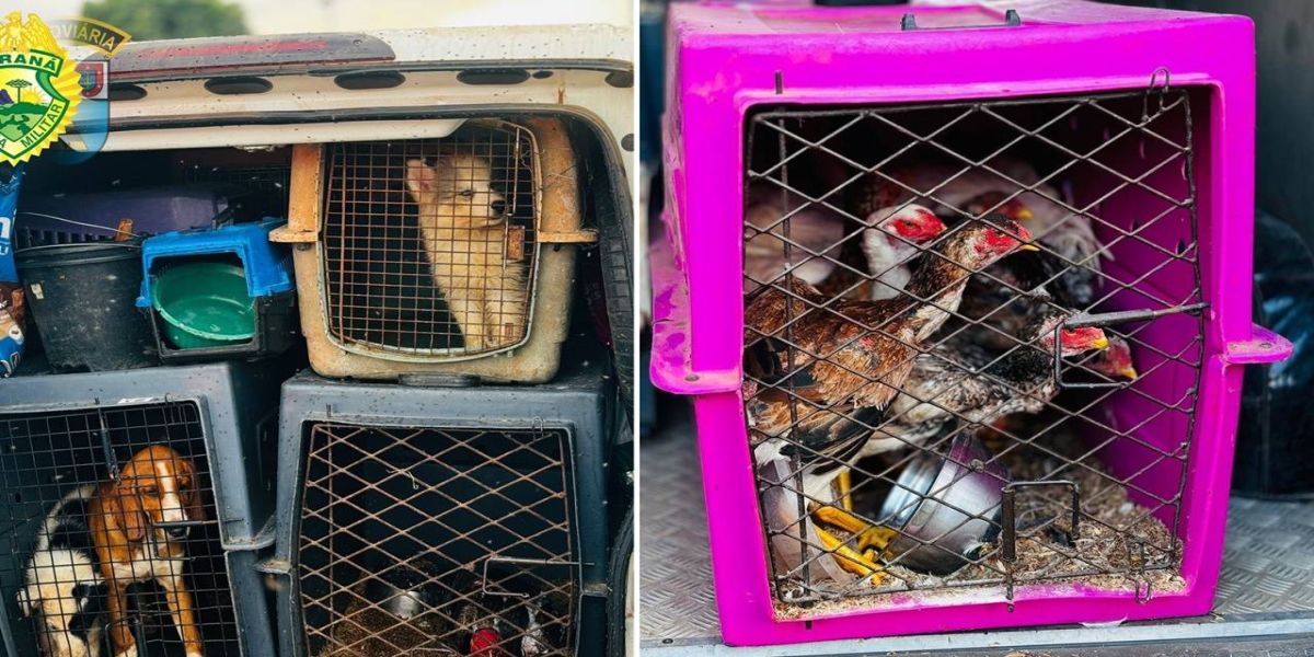 PRE interrompe transporte irregular de animais em Floresta, no norte do Paraná