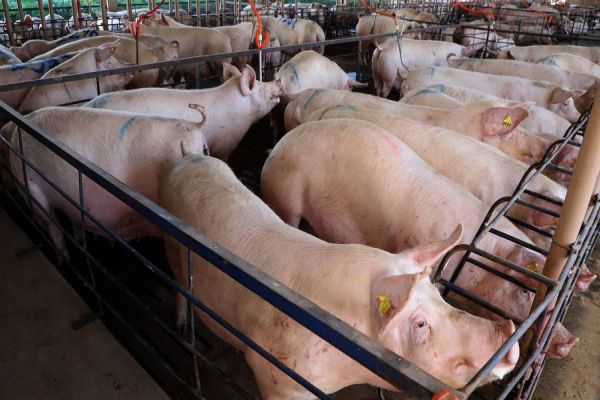 IAT apresenta ao setor produtivo adequações na regulamentação da suinocultura no Paraná