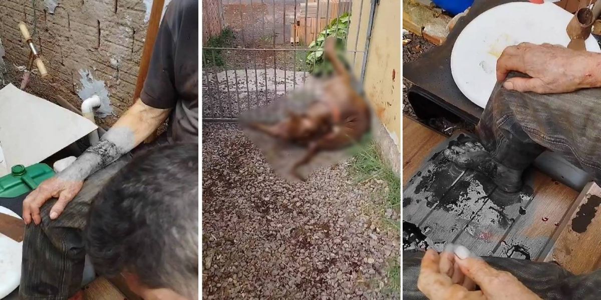 Pitbull ataca idoso e neto no Interlagos; O animal foi morto por populares que socorreram as vitimas