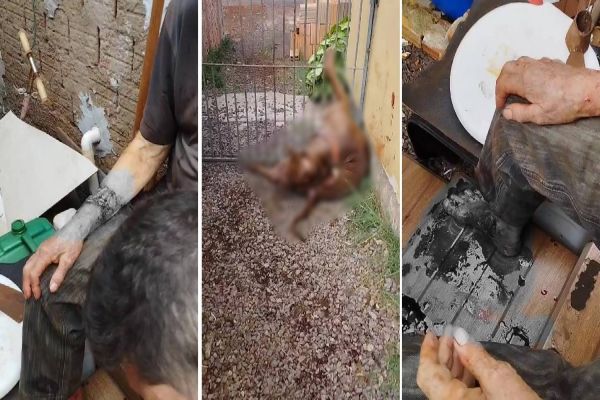 Imagem referente a notícia: Pitbull ataca idoso e neto no Interlagos; O animal foi morto por populares que socorreram as vitimas