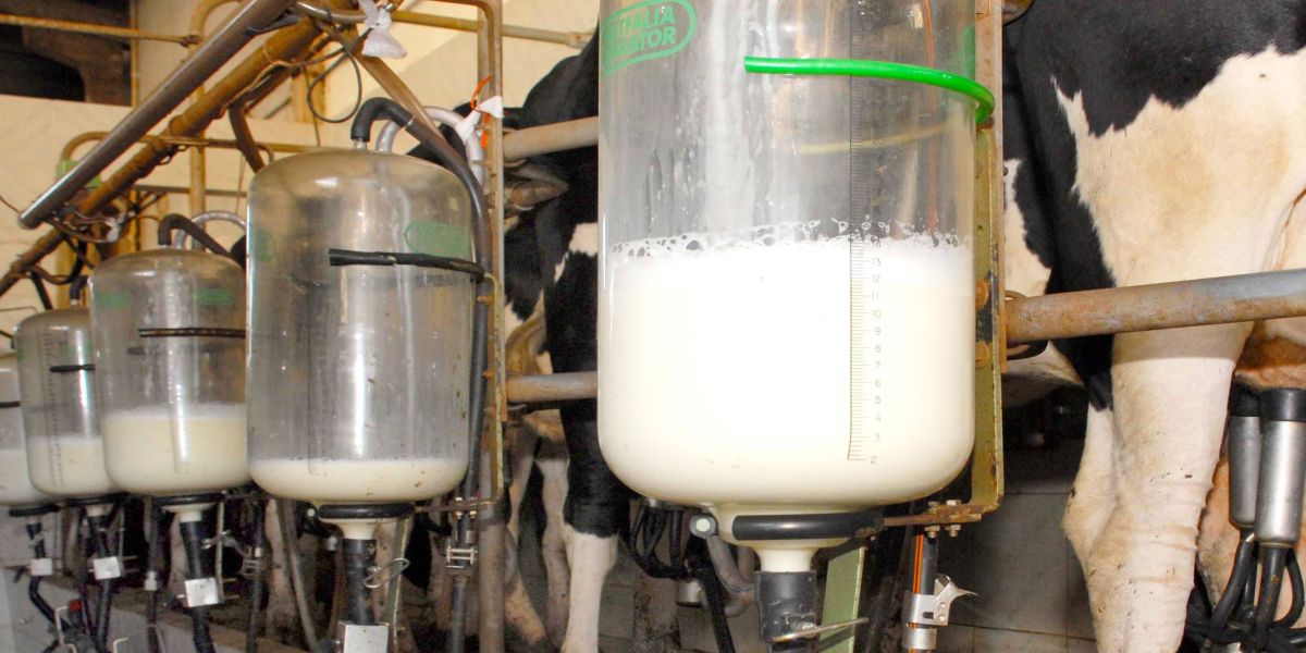 Boletim analisa preços do leite e novos mercados da carne suína do Paraná