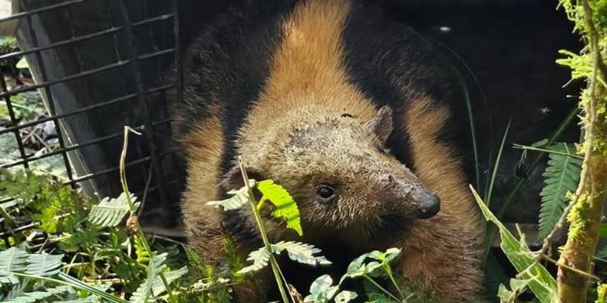 IAT devolve à natureza tamanduá-mirim encontrado por moradores em General Carneiro