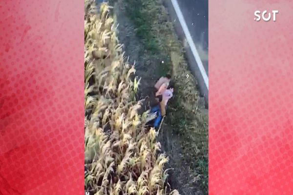 Imagem referente a notícia: Polícia Militar apreende 300 kg de maconha e prende suspeito na PR-488 em Diamante do Oeste