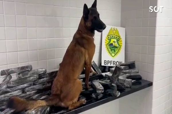Imagem referente a notícia: Quase 43 kg de maconha apreendidos em Cascavel em operação da BPFRON