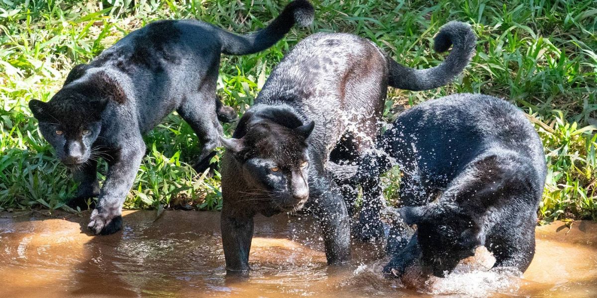 Refúgio Bela Vista, da Itaipu Binacional, abriga 15 espécies com elevado risco de extinção no PR