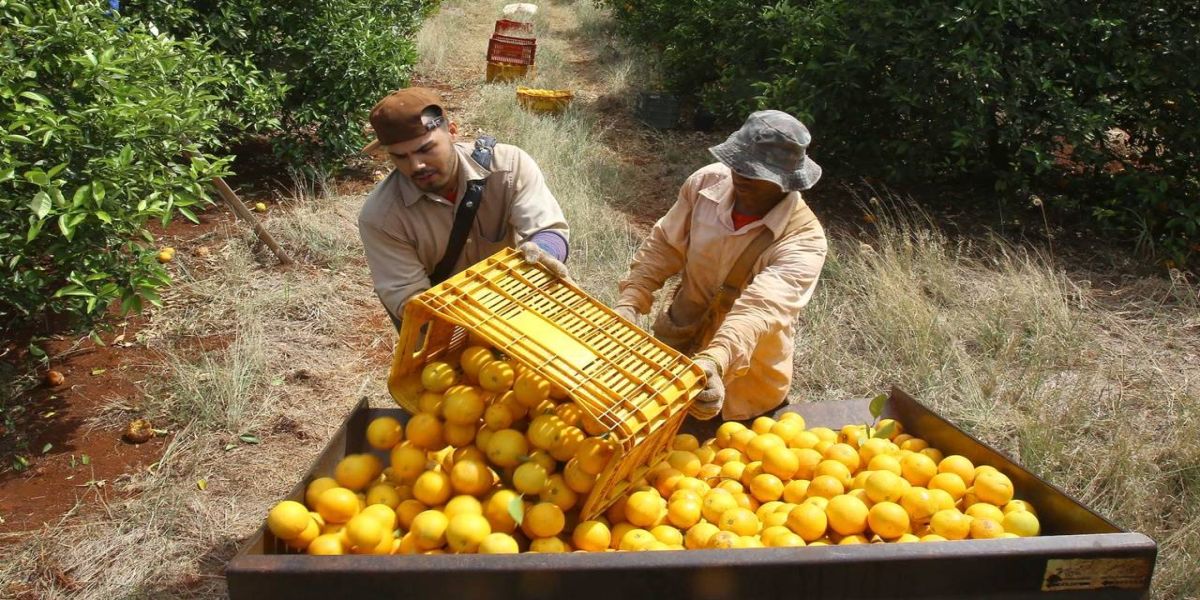 Governo do Paraná prorroga emergência fitossanitária de combate à doença que ataca citricultura