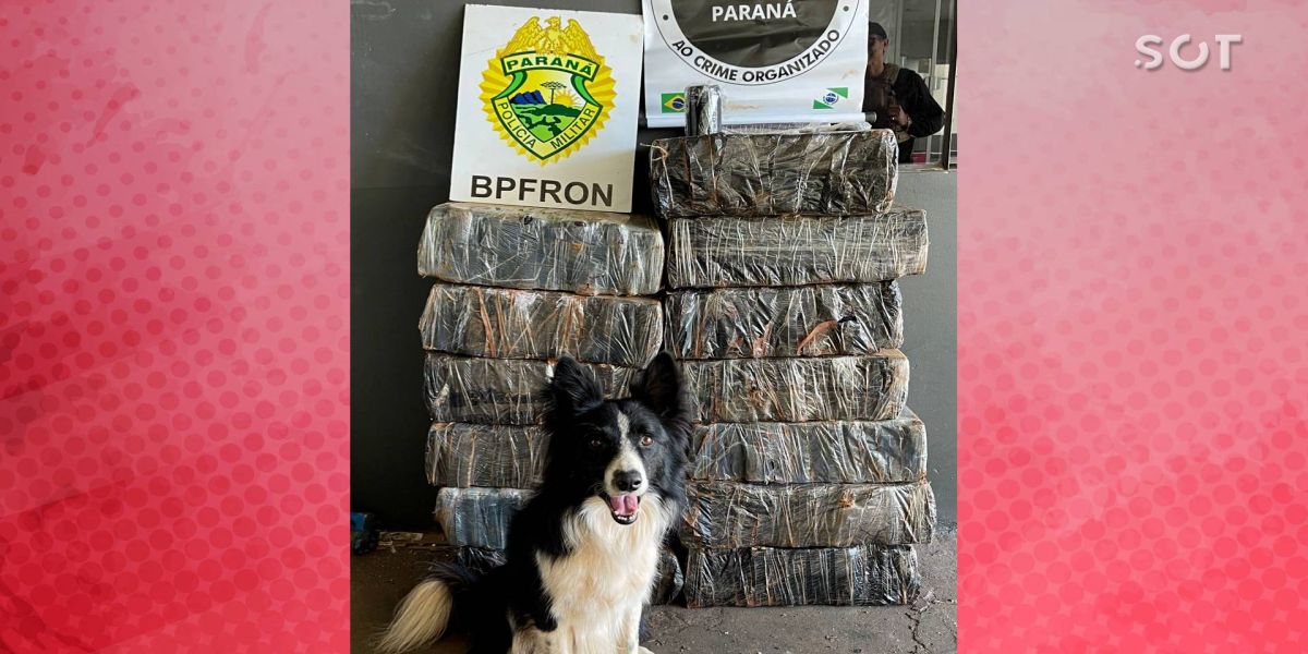 BPFRON e FICCO apreendem 298 kg de substância análoga à maconha em Cascavel