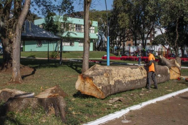 Projeto Escultura na Praça transforma a natureza morta em arte