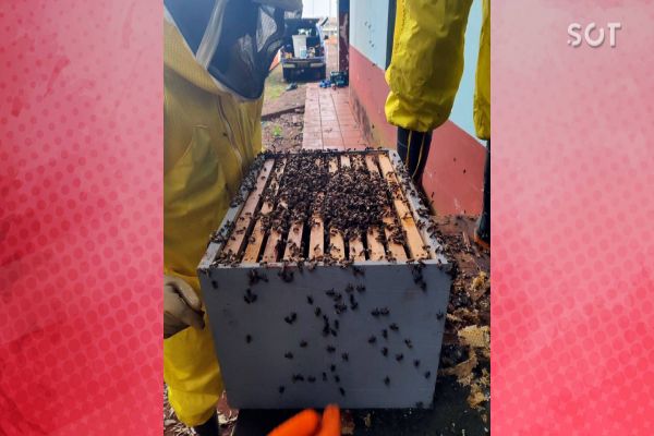 Mais de 40 mil abelhas são resgatadas pela Defesa Civil no Bairro Cataratas em Cascavel