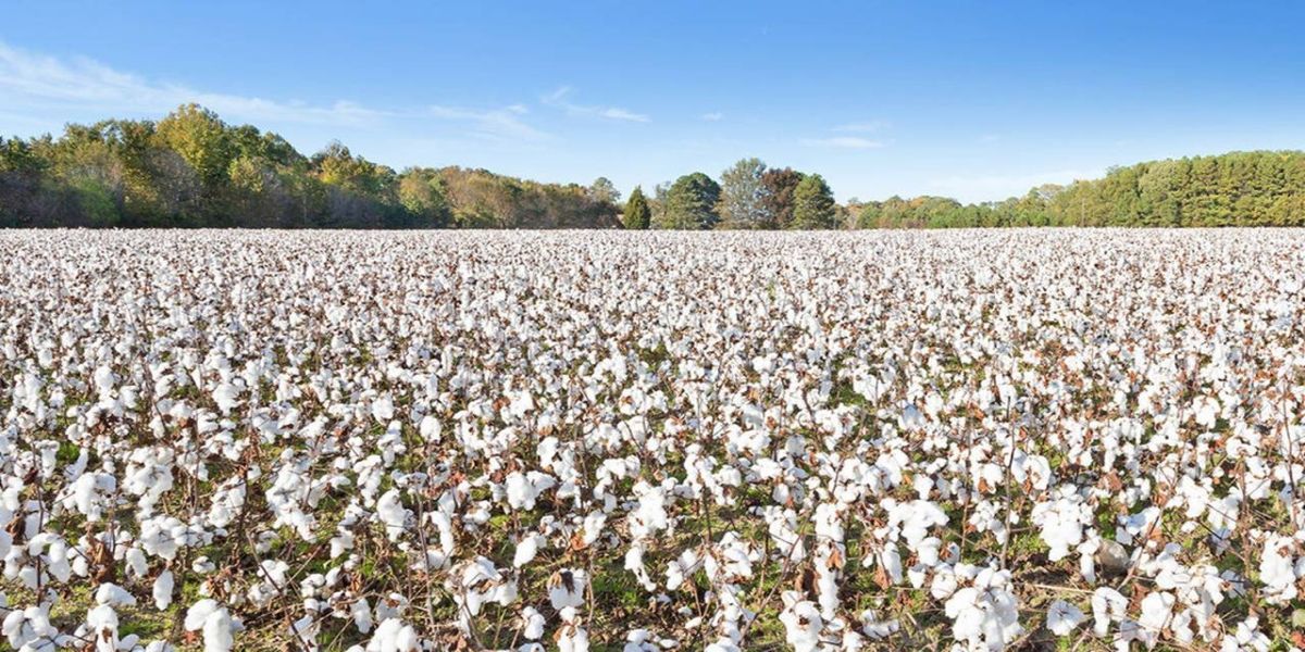Algodão: União entre produtores e exportadores colocou o Brasil na liderança mundial de exportação