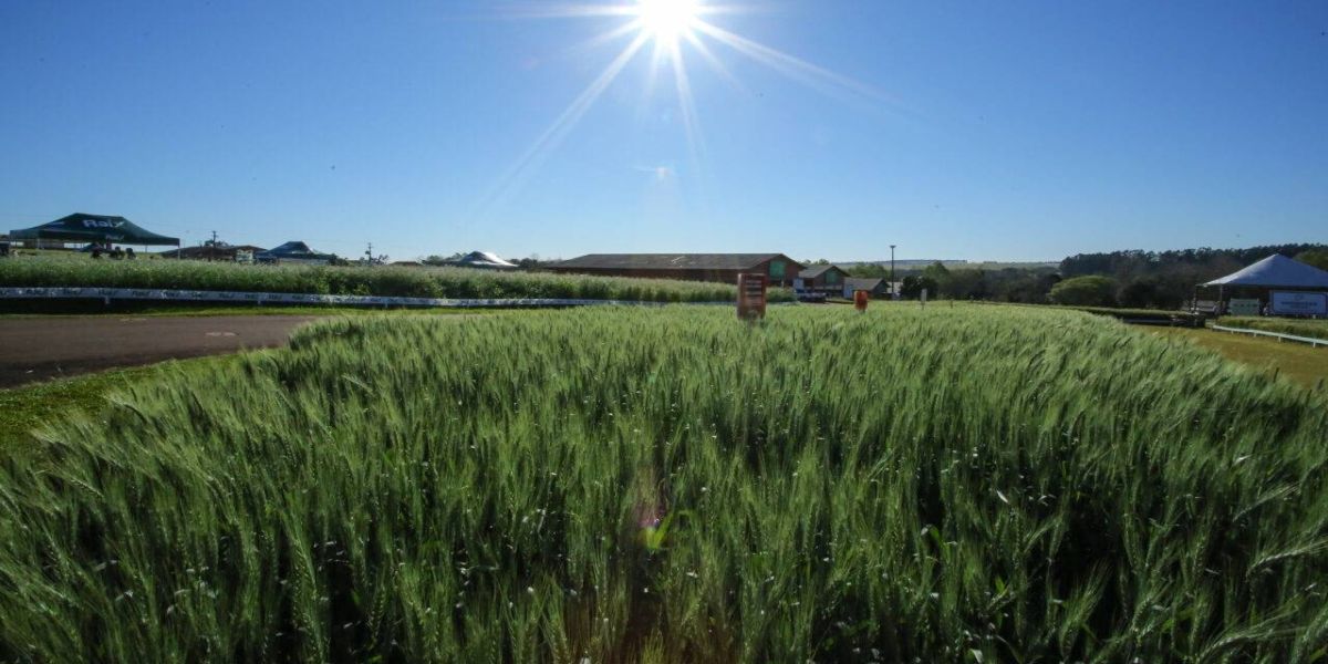 Show Rural Coopavel de Inverno reúne 42 expositores e apresenta tecnologias para aumentar a produção