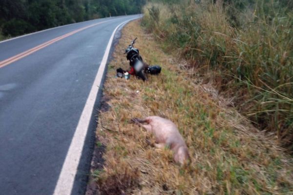 Motociclista atropela capivara na PR-491 e fica ferido em Nova Santa Rosa